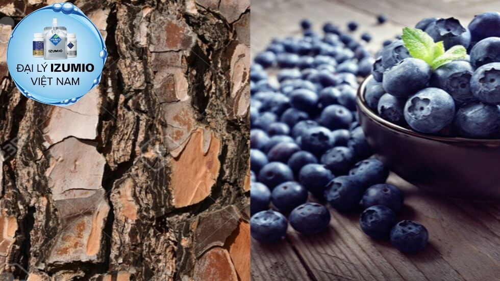 Sự thật về Mirtogenol – thành phần độc quyền của viên uống Mirto+