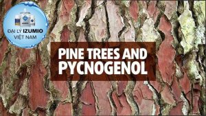 Tác dụng của Pycnogenol với sức khỏe và làn da