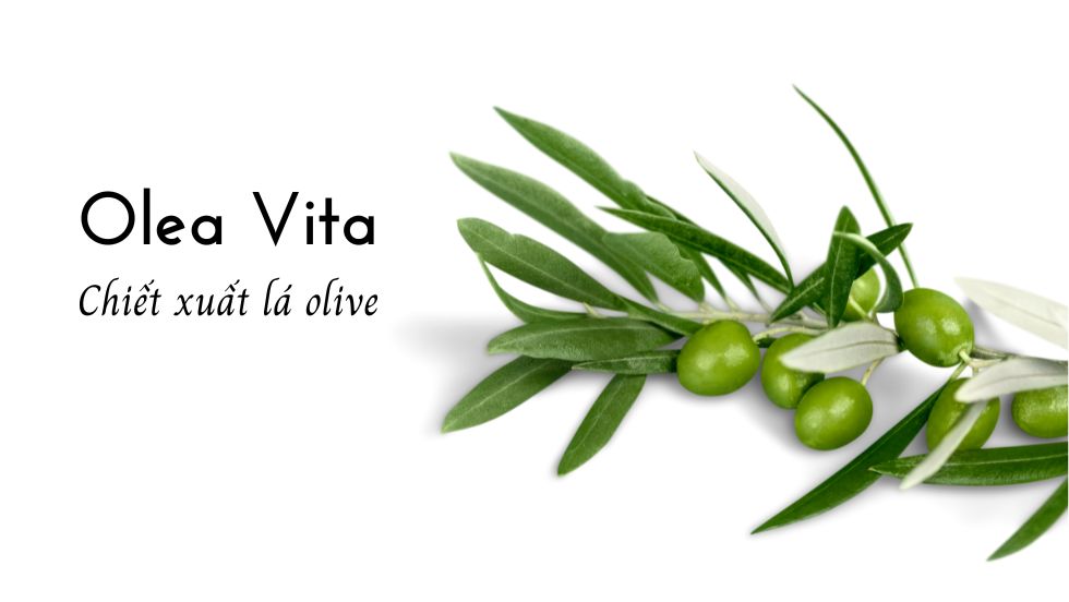 Olea Vita là gì? Những điều cần biết về Olea Vita
