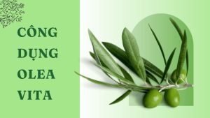 Những công dụng của Olea Vita giúp hỗ trợ một số bệnh lý thường gặp