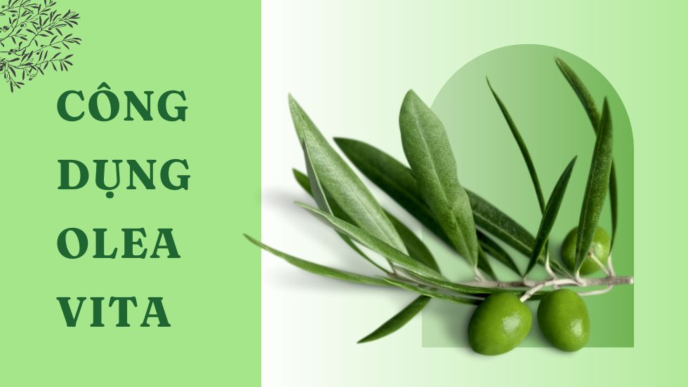 Những công dụng của Olea Vita giúp hỗ trợ một số bệnh lý thường gặp